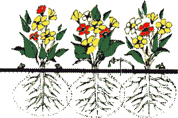 Droppbevattnade blommor